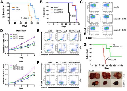 Figure 1. Oncogenic roles of METTL14 in AML.