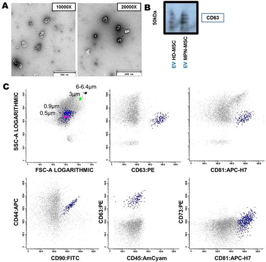 Figure 1. EV characterization by TEM (A), Immunobloting - CD63 (B) and MFC (C). Scale bar: 200 and 500 nm.