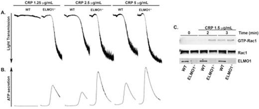Figure 1. Representative figure of (A) platelet aggregation and (B) dense granule secretion. (C) Washed platelets were stimulated with CRP 1.25 μg/mL for the indicated times. GST-PAK-RBD was used to pull-down active Rac1 from platelet lysates and was detected using specific antibody to Rac1 by Western blot. WT = Wildtype mice. ELMO1-/- = ELMO1-deficient mice. CRP = collagen related protein.