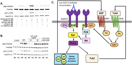 Figure 1. A) Western blot showingeffect Gq-pathway inhibitors on CLEC-2 signaling. B) Effect of low concentration of CLEC-2 agonist in Lyn-knock out murine platelets. C) Model showing role of Gq-activated Lyn in CLEC-2 signaling.