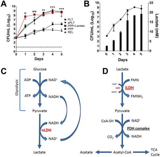 Figure 1. Lactate Promotes Bacterial Growth at Room Temperature in Stored Platelets. Bacterial growth under various conditions (PLT ●, aPLT ▼, PPP + Lactate ■, PPP ■, or REL ▲) during RT storage (A). Lactate production mirrors bacterial growth over time (B). Simplified schematic detailing platelet lactate production (NAD-dependent lactate dehydrogenase = nLDH) (C). Utilization of lactate by bacteria as a carbon source (NAD-independent lactate dehydrogenase = iLDH; pyruvate dehydrogenase complex = PDH complex) (D). Error bars represent ± SD. Statistical differences determined by student's t-test. Statistical differences between PLT and PPP; * = p < 0.05, ** = p < 0.005, *** = p < 0.0005. Statistical differences between PLT and PPP + Lac; Ψ = p < 0.05, Ψ Ψ = p < 0.005.