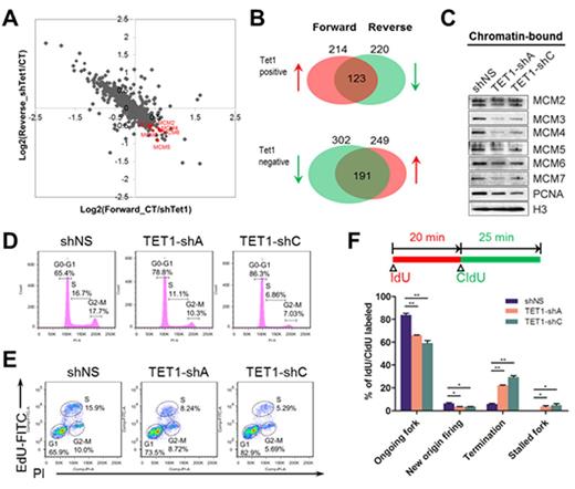 Figure 1. Role of TET1 in regulate DNA replication by controlling expression of MCM genes
