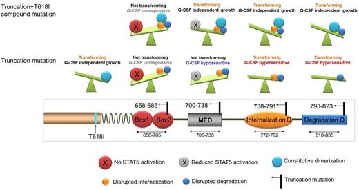 Schematic illustration of CSF3R truncation mutations and the functional consequences. CSF3R truncation mutations at 658-685 which abrogate STAT5 activation do not transform BaF3 cells and do not respond to G-CSF, even when combined with T618I mutation. Truncation mutations at 700-738 do not transform Ba/F3 cells alone, however, these truncations can transform Ba/F3 when combined with T618I and are hyposensitive to G-CSF due to the disruption of the mitogenic enhancing domain. Truncation mutations between 738-791 and 793-823 transform Ba/F3 and induce G-CSF hypersensitivity due to the interruption of the internalization and the de-phosphorylation domain respectively. MED: mitogenic domain; D: Domain.
