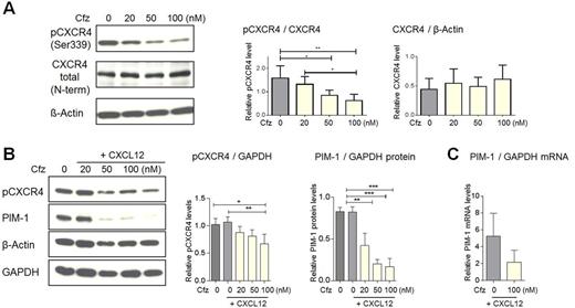 Figure. Carfilzomib overcomes stroma protection due to PIM-1 kinase inhibition.