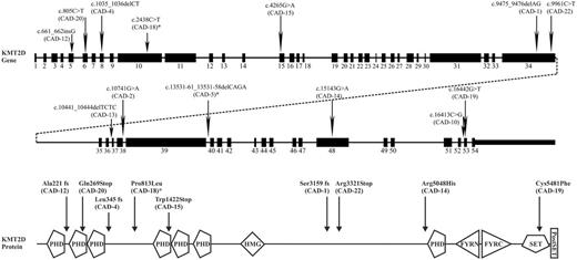 Figure 1. Mutations within KMT2D gene and protein detected in CAD patients.