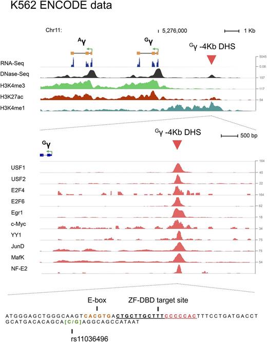 Figure 1. Epigenetic signatures and transcription factor binding at the Gγ -4Kb DHS. Shown on top are the two γ-globin genes and the relative position of the Gγ -4Kb DHS. Shown on the bottom is an enlarged view of the Gγ -4Kb DHS and binding peaks for several transcription factors as indicated.