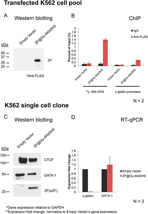 Figure 2. Reduced expression of γ-globin in K562 cells expressing the ZF@Gγ-4KbDHS. K562 cells were transfected with a plasmid expressing the ZF@Gγ-4KbDHS or with an empty vector. The K562 cells (pool) were subjected to Western blotting (A) and to Chromatin Immunoprecipitation (ChIP) using antibodies specific for the FLAG-tag, which is linked to the ZF@Gγ-4KbDHS, or negative control antibodies IgG (B). Single clonal K562 cells were subjected to Western blotting using antibodies specific for the ZF-DBD backbone (αZF) or for CTCF or GATA-1 as indicated (C). The single cell clone expressing the ZF@Gγ-4KbDHS was subjected to expression analysis by RT-qPCR using primers specific for γ-globin or GATA-1 as indicated (D).