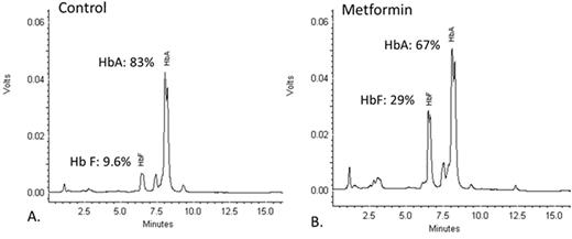 Figure 2. Metformin induces HbF in human hematopoietic stem and progenitor cells. A. Untreated HSPCs day 14 of two phase culture. B. HSPCs, day 14, treated with 100 µM metformin beginning on day 5 of two phase culture.