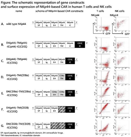 Figure 1. Schematic representation of gene constructs and their surface expression of NKp44-based CARs in human T cells and NK cells.