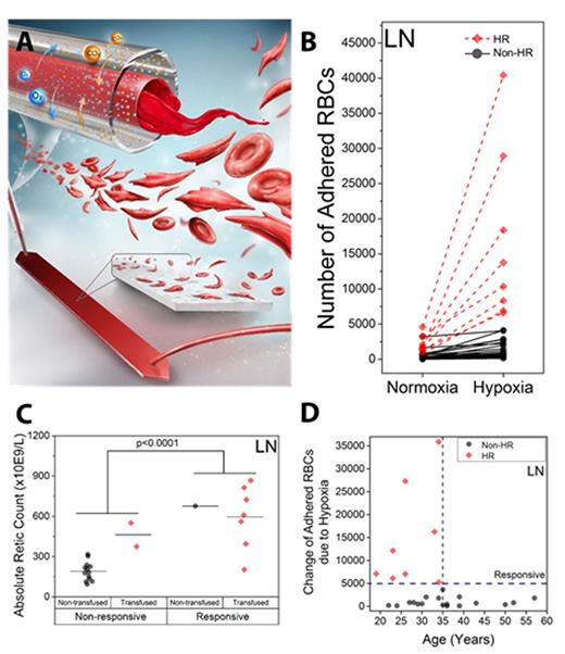 Figure. Interrogation of RBC hypoxia responsiveness and clinical associations in SCD. (A) Blood deoxygenates at the micro-gas exchanger during flow. (B) Clustered patients in HR and non-HR populations, based on increase in RBC adhesion in response to hypoxia. HR patients showed significantly greater increase in the number of adhered RBCs with hypoxia compared to non-HR patients (p<0.05). (C) Patients with HR RBCs showed significantly greater reticulocyte counts compared to patients with non-HR RBCs. 7 out of 8 subjects in the HR patient subpopulation were transfused (>10% Hb A); 2 out of 15 subjects in the non-HR subpopulation were transfused. (D) Hypoxia responsive patients (N=8) were younger (<35 years). 8/16 subjects <35 years old and 0/10 subjects ≥35 years old were HR (p<0.05).