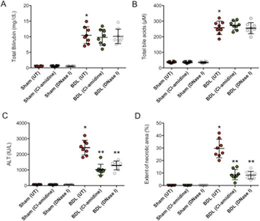 Figure 1. Inhibition of NET formation by PAD4 inhibitor (Cl-amidine) or DNase I protects cholestatic liver injury in BDL mice. Serum total bilirubin (A), total bile acids (B), and ALT levels (C) were assessed in control-, Cl-amidine-, or DNase I treated mice after either 3 days of sham laparotomy or BDL. (D) Quantification of necrotic hepatocytes in H&E stained liver sections from control-, Cl-amidine-, or DNase I treated mice 3 days after sham laparotomy or BDL. *P < 0.05 untreated BDL mice vs. sham mice. **P < 0.05 Cl-amidine or DNase I treated BDL mice vs. untreated BDL mice.