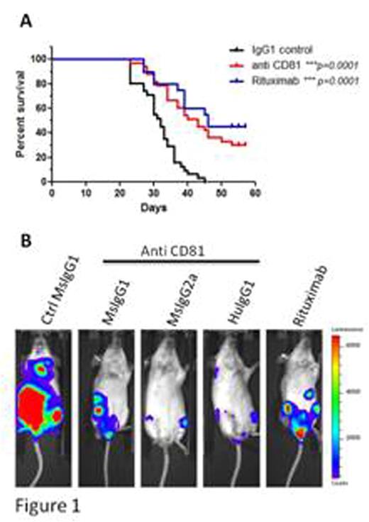 Comparable efficacy of anti-CD81 to Rituximab. SCID mice were I.V.-injected with 1.5x106 Raji-GFP-Luc cells, tumors growth proceeded for 5 days before IP injection of 4 weekly doses of 100 ug of the indicated antibodies. (A) Survival of Raji-GFP-Luc bearing SCID mice given anti CD81 (n=30), Rituximab (n=20) or control MsIgG1 (n=30). / (B) In vivo bioluminescence imaging of tumor growth in mice injected (left to right) with control mouse IgG1; anti-CD81 (MsIgG1); anti-CD81 MsIgG2a; chimeric anti-CD81 (HuIgG1) and Rituximab.