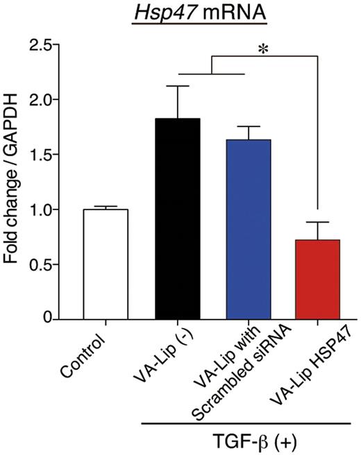Figure 1. VA-Lip HSP47 knocked down Hsp47 in myofibroblasts