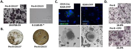Figure 1. Osteoclastogenesis in vitro from sorted B cells. (A) TRAP staining of osteoclasts derived from the indicated sorted cells originating from BM (10,000 cells per well) and cultured with M-CSF and RANKL. Left - Pro-B cells expressing CD115 (B220+CD19+CD43HighIgM-CD115+). Right - Pro-B cells not expressing CD115 (B220+CD19+CD43HighIgM-CD115-). Data are mean±SEM of osteoclast area, n=5 mice in each group; *p<0.05. (B) Pit resorption area from the indicated sorted cells cultured on calcium phosphate-coated 96-well plates with M-CSF and RANKL. (C) Transdifferentiation of 180,000 cells per well CD19-Cre;R26R-EYFP into osteoclasts. DRAQ5 (blue) and anti-GFP (green) for CD19-Cre;R26R-EYFP and CD19-Cre cells. Bottom - TRAP staining. Confocal images (x20 magnification) (D) EPO increased differentiation of Pro-B cells into osteoclasts in vitro. TRAP staining of osteoclasts derived from sorted B220+CD19+CD43HighIgM- cells (180,000 per well) utilizing same culture conditions as in A ± 5U/ml EPO, n=7 mice in each group. Data are % osteoclasts of a representative image; EPO versus Control, displayed a 70% increase, p<0.05.