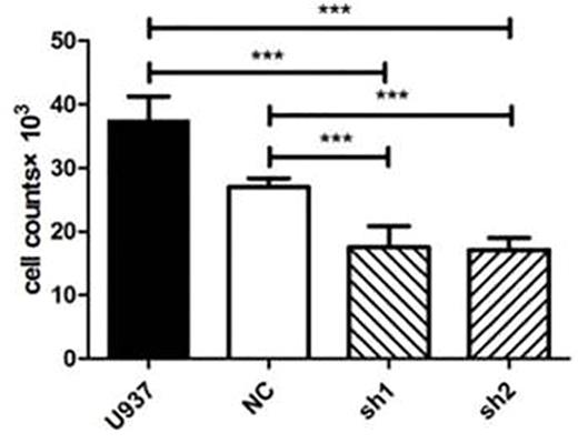 Figure 3. MLAA-34 mediates tumor invasion in acute myeloid leukemia cell U937.***:P<0.05