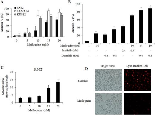 Figure 1. Mefloquine induces apoptosis, ROS, and lysosomal dysfunction in CML cells. (A)Mefloquine induces apoptosis of K562, LAMA84 and KU812 cells in a dose-dependent manner. (B) Combination of mefloquine and imatinib or dasatinib induces more much apoptosis than single drug alone. Cells were treated with drugs for 72 h. (C) Mefloquine increases levels of mitochondrial superoxidase in K562 cells. (D) Less Lysotracker staining in mefloquine-treated K562 cells compared to control. Cells were treated with mefloquine at 15 µM for 24 h.