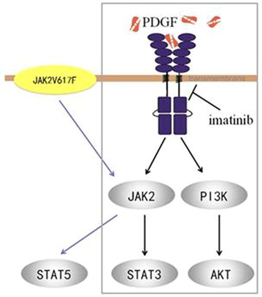 Figure 3. Potential mechanisms for imatinib in treating essential thrombocythemia.