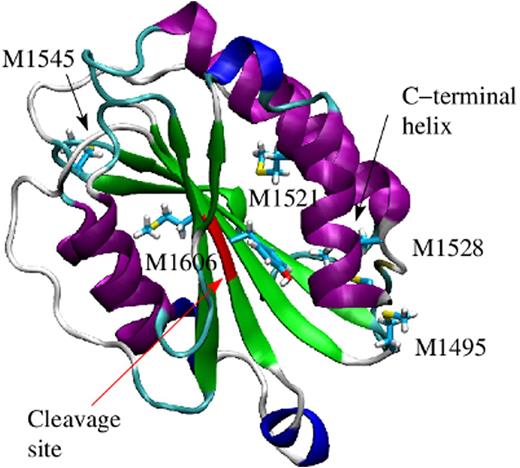 Figure 1. VWF A2 domain