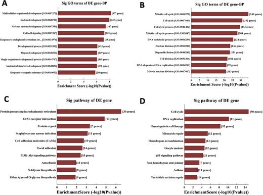 Figure 2. Gene Ontology(GO) analysis and Kyoto Encyclopedia of Genes and Genomes (KEGG) pathway analysis of dysregulated transcripts. (A) The top ten enriched biological process (BP) by upregulated transcripts. (B) The top ten enriched BP by downregulated transcripts. (C) The top ten enriched pathways in upregulated transcripts. (D) The top ten enriched pathways in downregulated transcripts.