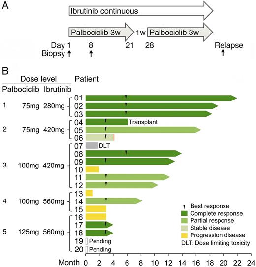 Figure 1. Dual targeting of CDK4 with palbociclib and BTK with ibrutinib in recurrent MCL