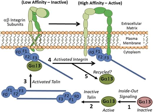 Figure. Ga13 mediated activation of talin by relieving anti-parallel dimerization. Inactive Ga13 (GDP bound) is activated by exchanging GDP for GTP, via intracellular signaling processes. Active Ga13 (GTP bound) relieves talin autoinhibition by displacing the head/rod domain interaction. Activated talin is free to bind the cytoplasmic tail of b integrins and facilitate integrin activation.