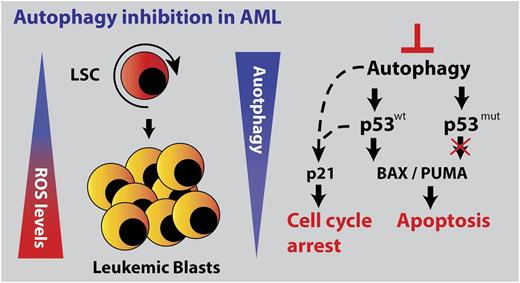Figure 1. Model, left part: LSCs are enriched in the ROS low fraction of AML blasts. ROS low cells maintain a higher basal autophagy flux compared ROS high cells. Right part: Genetic or pharmacological inhibition of autophagy triggered a p53 dependent apoptotic response in p53 wild type AMLs, which is severely dampened in TP53 mutant AMLs.