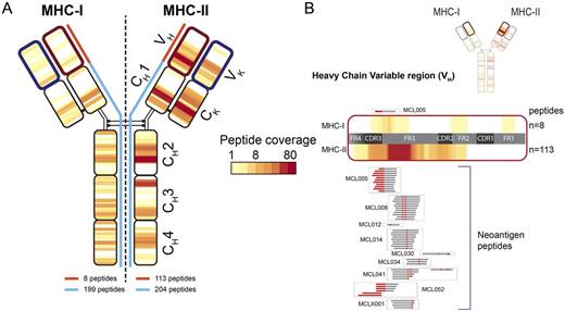 Figure. MHC-I and MHC-II presentation of lymphoma immunoglobulin. (A) MHC-I (left) and MHC-II (right) presented peptides derived from patients' immunoglobulin were mapped to the immunoglobulin domains. Peptides recovered from all seventeen patients are mapped to a schematic of the IgM molecule with a heat map indicating the number of recovered peptides covering each position. (B) Expanded view of the immunoglobulin heavy chain variable region. The heatmap represents the total number of MHC-presented peptides that span that position, including non-neoantigens for MHC-I (above) and MHC-II (below). Neoantigen peptides created by either somatic hypermutation or VDJ rearrangement are mapped above or below the heat map. Red, positions within the recovered peptides which are altered from germline variable genes thus creating neoantigens. Boxes, peptides derived from a single patient.