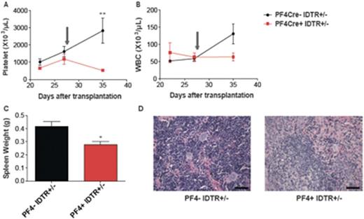 figure 1. Depletion of megakaryocytes attenuated the MPN phenotype induced by MPLW515L. c-Kit+ bone marrow cells of IDTR+/- mice with or without PF4Cre were transduced with retroviruses carrying MPLW515L. Injection of diphtheria toxin (DT) was initiated on day 28 post-transplant. Depletion of megakaryocytes by DT reduced platelet and white count (A, B), decreased spleen weight (C) and reduced megakaryocyte and erythroid cell infiltration in the spleen (D). *, p<0.05, **, p<0.01.