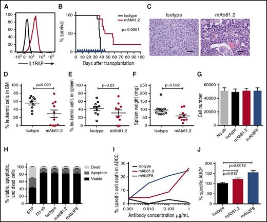 Figure 3. Treatment with IL1RAP antibody shows strong in vivo therapeutic effects in the BV173 xenograft model. (A) Cell surface expression of IL1RAP on BV173 cells (black, isotype control; red, IL1RAP). (B-F) NOD/SCID mice were engrafted with BV173 cells and treated biweekly with 500 μg IL1RAP antibody mAb81.2 or a mIgG2a control antibody (n = 10 per group). Treatment started 3 days after transplantation and was continued for a total of 13 doses. Overall survival with mAb81.2 treatment compared with isotype control (median 51 days vs 37 days); treatment days are indicated with blue arrowheads (B). Hematoxylin and eosin–stained BM sections from representative isotype control and mAb81.2-treated mice (bar represents 200 μm; C). Level of leukemic cells in the BM (D) and spleen (E). Spleen weights (F). (G-H) BV173 cells were cultured in the presence of IL1RAP antibodies or isotype control antibodies and analyzed after 48 hours. Total cell number (n = 3; G) and proportions of viable, apoptotic, and dead cells (n = 4; H). Staurosporine (STP) was used as positive control for inducing apoptosis. (I) BV173 cells were used as target cells in an ADCC assay with IL1RAP antibodies or a hIgG1 control antibody using human NK effector cells. Presented is the percentage of BV173 cells killed by ADCC. One representative experiment out of 3 is displayed. (J) BV173 cells were used as target cells in an ADCP assay with IL1RAP antibodies or a hIgG1 control antibody using human macrophages as effector cells. The ADCP effect is presented as the percentages of macrophages with phagocytosed BV173 cells normalized to the isotype control (n = 4).