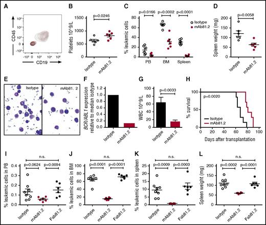 Figure 6. IL1RAP antibodies kill primary BP CML cells in vivo by effector cell–mediated mechanisms. (A-F) NOD/SCID mice engrafted with CML-BP1 cells were treated biweekly with 100 μg IL1RAP antibody mAb81.2 or a mIgG2a control antibody (n = 6 per group). Treatment was initiated 3 days after transplantation, and the mice were euthanized 33 days after transplantation. Contour plot showing a distinct human cell population of CD45+CD19+ cells in both mAb81.2-treated (red) and isotype control–treated (black) mice (A). Platelet counts (B) and levels of leukemic cells in PB, BM, and spleen (C). Spleen weight (D). Morphology of cells from representative mAb81.2-treated and isotype control–treated mice (E). Levels of BCR/ABL1 transcripts in the spleens from mAb81.2 and isotype control–treated mice (F). (G-H) Spleen cells from mAb81.2-treated and mIgG2a control antibody–treated mice were harvested and transplanted into NSG mice (n = 7 per group). White blood cell (WBC) counts in secondary recipients 6 weeks after transplantation (G). Survival of mice transplanted with cells from mAb81.2 or mIgG2a control antibody–treated mice (median 81 days vs 68 days; H). (I-L) NOD/SCID mice engrafted with CML-BP1 cells were treated biweekly with the IL1RAP antibody mAb81.2, the Fab fragment of mAb81.2 (Fab81.2), or a mIgG2a control antibody (n = 6-8 per group) until euthanized 29 days after transplantation. Treatment was initiated 3 days after transplantation. Levels of leukemic cells in PB (I), BM (J), and spleen (K). Spleen weight (L). n.s., not significant.