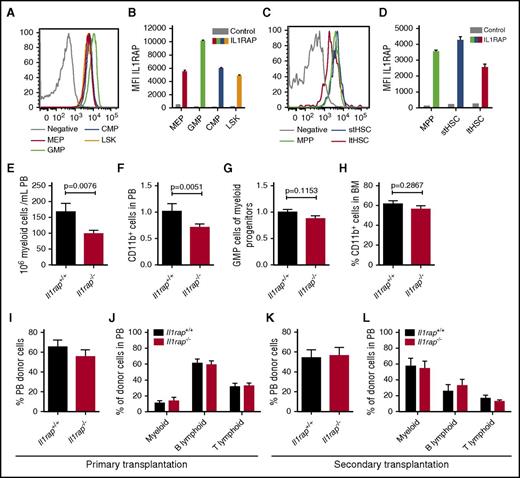 Figure 7. Il1rap is dispensable for normal HSC function. (A-D) IL1RAP expression on myeloid progenitor populations (CMP, common myeloid progenitor; LSK, lineage negative, Sca1 positive, c-kit positive cells; MEP, megakaryocyte erythrocyte progenitor) and stem and multipotent progenitor populations (ltHSC, long-term HSC; MPP, multipotent progenitor; stHSC, short-term HSC). Histograms display the stains from 1 representative sample, and diagrams summarize the data (n = 3). Stained BM cells from an Il1rap−/− mouse were used as negative controls. (E) Numbers of PB myeloid cells in Il1rap+/+ and Il1rap−/− mice. (F) Levels of CD11b+ cells in PB, normalized to mean of Il1rap+/+ mice. The P value was calculated by a 1-sided Student t test to confirm the data presented in panel E. (G) Relative size of the GMP population among myeloid progenitors, normalized to the mean of the Il1rap+/+ mice. (H) Proportion of CD11b+ BM cells in Il1rap+/+ and Il1rap−/− mice. (I-J) Donor reconstitution in PB and lineage distribution within the donor cell population 16 weeks after competitive BM transplantations of Il1rap+/+ and Il1rap−/− cells. (K-L) Donor reconstitution and lineage distribution within the donor population 10 weeks after transplantation of BM into secondary recipient mice.