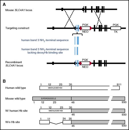 Figure 1. Design of transgenic mice with altered deoxyHb-binding sites on erythrocyte band 3. (A) The homologous recombination strategy to targeting the murine band 3 (Slc4A1) allele. The blue boxes represent the exons of human SLC4A1 knocked into the Slc4A1 locus. The deletion of the sequence encoding amino acids 12-23 is indicated by a smaller box. The red triangles represent loxP sites which flank a PGK-NEO gene to facilitate subsequent removal. (B) Schematic representation of erythrocyte band 3 proteins from normal human, wild-type mouse, and the 2 transgenic mice including 1 with humanized band 3 (w/ human Hb site) and the other lacking the deoxyHb-binding site on band 3 (w/o Hb site). w/, with; w/o, without.