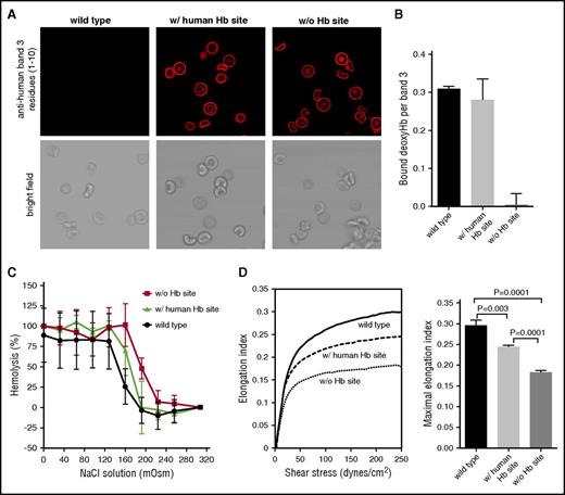 Figure 2. Characterization of transgenic mouse erythrocytes with altered deoxyHb-binding sites on band 3. (A) Confocal immunofluorescence (top) and corresponding brightfield (bottom) images of murine RBCs stained with a monoclonal antibody to the NH2 terminus (residues 1-10) of human band 3. Note that wild-type mouse RBCs do not stain whereas both transgenic erythrocytes do. (B) Binding of deoxygenated murine Hb to KI-IOVs of normal and transgenic mouse erythrocytes. The y-axis shows the molecular ratio of deoxyHb to band 3. (C) Comparison of the osmotic fragility of wild-type and transgenic mouse erythrocytes. (D) Comparison of the deformability of wild-type and transgenic mouse erythrocytes by ektacytometry. The elongation index upon subjection of the erythrocytes to increasing shear stress is shown. The mean of maximal elongation index of 3 experiments is also shown.