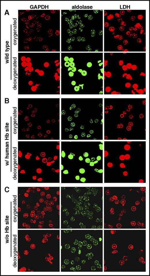 Figure 3. Effect of deoxygenation on the localization of GEs on the membranes of wild-type and transgenic murine erythrocytes. Erythrocytes from (A) wild-type, (B) transgenic mice containing a human deoxyHb-binding site (w/ human Hb site), or (C) transgenic mice lacking a deoxyHb-binding site (w/o Hb site) were either oxygenated or deoxygenated prior to fixation and staining with antibodies against the indicated GEs.