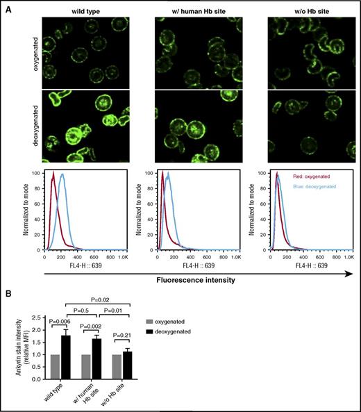 Figure 5. Effect of deoxygenation on the accessibility of ankyrin epitopes in transgenic murine erythrocytes evaluated by both immunofluorescence staining and flow cytometry. (A) RBCs were oxygenated or deoxygenated, then fixed and stained with a monoclonal antibody to ankyrin. The stained RBCs were observed using a confocal fluorescence microscope (top) and further analyzed for antiankyrin fluorescence staining intensity by flow cytometry (bottom). (B) Mean fluorescence intensity (MFI) of antiankyrin staining in oxygenated and deoxygenated erythrocytes. The relative MFI of oxygenated erythrocytes was set at 1 and compared with the MFI of the deoxygenated RBCs (mean of 3 experiments ± SD).