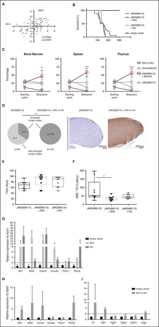 Figure 2. Overexpression of the Shh/Ihh ligands in a JAK3-dependent T-ALL mouse model results in a competitive growth advantage and modification of the thymic niche. (A) GLI1 expression levels are strongly correlated with JAK3 levels in T-ALL patients. (B) Kaplan-Meier survival plot showing disease latency in mice transplanted with bone marrow progenitor cells expressing JAK3(M511I), JAK3(M511I)+Shh, or JAK3(M511I)+Ihh. (C) Leukemic cells expressing JAK3(M511I)+Shh or JAK3(M511I)+Ihh show a competitive growth advantage compared with cells expressing either gene alone. The percentage of each subpopulation was measured before injection (starting point) and at leukemia development (end point). (D) Lymph node infiltration in leukemic mice with JAK3(M511I), JAK3(M511I)+Shh, or JAK3(M511I)+Ihh. Pie charts show the number of mice with enlarged inguinal lymph nodes. The images show a representative example of the mesenteric lymph nodes with almost no infiltration in a JAK3(M511I) mouse, but high infiltration for a JAK3(M511I)+Shh mouse. Staining shown for anti-GFP. (E-F) Leukemic T lymphocytes are significantly reduced in blood of JAK3(M511I)+Shh or Ihh mice. (E) Time point (in days) at which the white blood cell count (WBC) exceeds 10 000 cells per µL. (F) Absolute white blood cell count at end point. (G) Gli1 and Gli1 target genes are significantly upregulated in mice expressing the hedgehog ligands. Relative expression of Gli1 target genes in thymic lymphocytes isolated from mice expressing the empty vector or the hedgehog ligands are shown. (H-I) Activation of TECs by hedgehog ligands results in upregulation of Gli1, Gli1 target genes, and ligands correlated with T-cell development. Relative expression of Gli1 target genes (H) and ligands (I), which are physiologically expressed by TECs are shown. **P < .01.