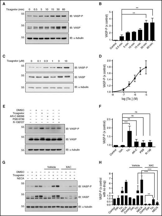 Figure 2. Time- and concentration-dependence of increases in platelet VASP-P. Representative immunoblots and bar/x-y charts showing VASP-P, VASP, and α-tubulin (internal control) levels in washed platelets after preincubation at 37°C with the following: (A-B) Ticagrelor (10 µM) for 0, 0.5, 5, 10, 15, 30, and 60 minutes; n = 5. (C-D) Vehicle (0.1% DMSO) and 0.1, 0.3, 1, 3, and 10 µM ticagrelor for 60 minutes; n = 5. (E-F) Untreated, vehicle (0.1% DMSO), ticagrelor (10 µM), AR-C 66096 (10 µM), PSB 0739 (10 µM), and R-138727 (10 µM) for 60 minutes; n = 4. (G-H) Untreated, vehicle (0.1% DMSO), ticagrelor (10 µM), and NECA (µM) for 60 minutes following preincubation at 37°C for 30 minutes with untreated, vehicle (0.1% DMSO), or XAC (1 µM); n = 6. Data displayed as mean and SEM. **P < .01; ***P < .001; ns, P > .05. Statistical analysis used was 2-way ANOVA (H). Kilodaltons of molecular size markers are reported on the left.