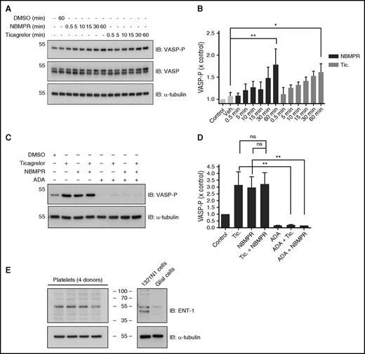 Figure 3. Role for platelet-expressed ENT1 in the ticagrelor-induced increase in platelet VASP-P. Representative immunoblots and bar charts showing VASP-P, VASP, and α-tubulin (internal control) levels in washed platelets after incubation at 37°C with the following: (A-B) No drug, vehicle (0.1% DMSO for 60 minutes), NBMPR (1 µM for 0.5, 5, 10, 15, 30, and 60 minutes), or ticagrelor (10 µM for 0.5, 5, 10, 15, 30, and 60 minutes); n = 5. (C-D) Vehicle (0.1% DMSO), ticagrelor (10 µM), NBMPR (1 µM), ticagrelor (10 µM) + NBMPR (1 µM), ADA (10 µg/mL), ADA (10 µg/mL) + ticagrelor (10 µM), and ADA + NBMPR (1 µM); n = 3. (E) Immunoblots showing expression of ENT1 in platelets and 1321N1 cells, with rat glial cells as negative control. Figure is representative of 3 replicates. Data displayed as mean and SEM. *P < .05; **P < .01; ns, P > .05. Statistical test used was 2-way ANOVA (B). Kilodaltons of molecular size markers are reported on the left or in the middle for panel E.
