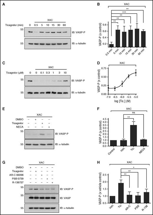 Figure 4. Identification of an adenosine receptor-independent component of the ticagrelor-induced increase in platelet VASP-P and cAMP. Representative immunoblots and bar/x-y charts showing VASP-P, VASP, and α-tubulin (loading control) levels in washed platelets after incubation at 37°C with the following: (A-B) Vehicle (0.1% DMSO for 60 minutes) or 10 µM ticagrelor for 0.5, 5, 10, 15, 30, and 60 minutes following preincubation of all samples (except vehicle control) with XAC (10 µM, at 37°C) for 90 minutes; n = 3. (C-D) Vehicle (0.1% DMSO), 0.1, 0.3, 1, 3, and 10 µM ticagrelor for 60 minutes following preincubation of all samples (except vehicle control) with XAC (10 µM at 37°C) for 90 minutes; n = 5. (E-F) No drug, vehicle (0.1% DMSO), ticagrelor (10 µM), and NECA (1 µM) for 60 minutes following preincubation of all samples (except vehicle control) with XAC (10 µM at 37°C) for 90 minutes; n = 5. (G-H) Vehicle (0.1% DMSO), ticagrelor (10 µM), AR-C 66096 (10 µM), PSB 0739 (10 µM), and R-138727 (10 µM) for 60 minutes. *P < .05; **P < .01; ***P < .001; ns, P > .05. Kilodaltons of molecular size markers are shown on left of blots.