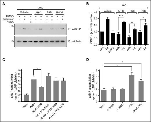 Figure 5. Ticagrelor-mediated, adenosine receptor–independent increases in platelet VASP-P in the presence of other P2Y12 antagonists. (A-B) Representative immunoblots and bar charts showing VASP-P, VASP, and α-tubulin (internal control) levels in washed platelets after incubation (60 minutes) at 37°C with vehicle (0.1% DMSO), ticagrelor (10 µM), or NECA (1 µM). Preincubation conditions were either vehicle (0.1% DMSO) + XAC (10 µM), AR-C 66096 (10 µM) + XAC (10 µM), PSB 0739 (10 µM) + XAC (10 µM), or R-138727 (10 µM) + XAC (10 µM), all at 37°C for 30 minutes; n = 7. (C-D) cAMP accumulation in washed platelets. (C) Platelets were preincubated with either ticagrelor, AR-C 66096, and R-138727 (all at 10 μM; 60 minutes) or vehicle control. Platelets were stimulated with PGE1 (1 μM; 10 minutes) in the absence or presence of ADP (10 μM). (D) Effect of antagonists on basal cAMP levels. Incubation (60 minutes) at 37°C with vehicle (0.1% DMSO), ticagrelor (10 µM), PSB 0739 (10 µM), or R-138727 (10 µM) for 60 minutes and preincubation with XAC (10 μM; 60 minutes). All bar charts display mean and SEM. Statistical test used was 2-way ANOVA (excluding NECA data) (B). *P < .05; **P < .01; ***P < .001. Kilodaltons of molecular size markers are shown on blots.