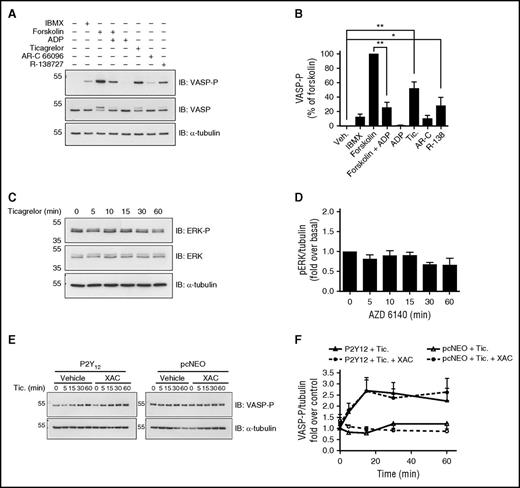 Figure 6. Ticagrelor-mediated adenosine receptor-independent increases in VASP-P in 1321N1 cells expressing P2Y12R. Representative immunoblots and bar/x-y charts showing the following: (A-B) VASP-P, VASP, and α-tubulin (internal control) levels in P2Y12-transfected 1321N1 cells incubated with phosphodiesterase inhibitor IBMX (100 µM), adenylyl cyclase activator forskolin (100 nM), forskolin (100 nM) + ADP (10 µM), ADP (10 µM), ticagrelor (10 µM), AR-C 66096 (10 µM), or R-138727 (10 µM) for 5 minutes at 37°C; n = 5. (C-D) Extracellular signal–regulated kinases (ERK)-P, ERK, and α-tubulin (internal control) levels in P2Y12-transfected 1321N1 cells incubated with ticagrelor for 0, 5, 10, 15, 30, and 60 minutes, at 37°C; n = 5 (E-F) VASP-P and α-tubulin (internal control) levels in P2Y12-transfected (E, left) and vehicle vector pcNEO-transfected (E, right) 1321N1 cells, both preincubated with either XAC (1 µM) or vehicle (0.1% DMSO) for 15 minutes at 37°C before incubation with ticagrelor (10 µM) for 0, 5, 15, 30, and 60 minutes at 37°C. All bar/x-y charts display mean and SEM. Statistical test used was 2-way ANOVA (D). *P < .05; **P < .01. Kilodaltons of molecular size markers are reported on the left.