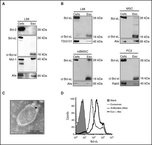 Figure 1. Cleaved Bcl-xL is enriched in stroma-derived exosomes and is present on the exosomal surface. (A) Western blot analysis of L88 cells and exosomes for the antiapoptotic Bcl-2 family members Bcl-2, Bcl-xL, and Mcl-1. (B) Western blot analysis of Bcl-xL in stroma L88, mesenchymal stem cell (MSC), mBMSC, and prostate cancer cell line PC3. (C) Immunoelectron microscopy for Bcl-xL in the exosomal surface of L88 cell–derived exosomes. (D) Fluorescence intensity of L88 cell–derived exosomes bound to beads and stained with Bcl-xL antibody. Exo, exosome.