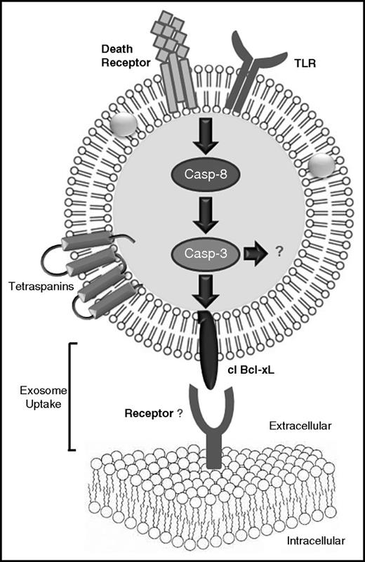 Figure 7. Schematic representation of the caspase activation cascade that leads to the cleavage of Bcl-xL and its requirement for uptake by recipient cells. Activation of an DR or a TLR on the exosomal surface may lead to the processing and activation of caspase-8 and the downstream effector caspase-3/7. Caspase-3/7 cleaves the exosomal Bcl-xL, which assumes a membrane-bound conformation on the surface of the exosomes promoting the uptake of exosomes by recipient cells. The interaction of the exosomal Bcl-xL with the recipient cells may be mediated by a direct protein–protein interaction with an, at present, unknown receptor. casp-3, caspase-3.