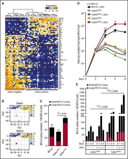 Figure 1. Single-cell analysis of mouse BFU-E cells identifies TβRIII as a marker that differentiates early and late BFU-E progenitor cells. (A) Unbiased hierarchical clustering of the 96 genes identified by PCA as best separating the transcriptome of the 48 mouse BFU-E cells. Red asterisk, Gata1; green asterisk, Tgfbr3. (B) Gene expression of Gata1 and Tgfbr3 in each single cell is plotted in the PCA analysis. PC, principal component. (C) Colony-forming assays on unfractionated, TβRIII10%hi and TβRIII10%lo BFU-E populations. Large BFU-E colonies have >12 clusters, and small BFU-Es have 5 to 12 clusters as described (*P < .05.). (D) Total BFU-E (c-Kit+CD7110% lo) cells were separated by flow cytometry, and the TβRIII10%hi and TβRIII10%lo populations were subsequently isolated by FACS. Purified TβRIII10%hi or TβRIII10%lo cells were seeded in SFELE medium in the presence or absence of 100 nM DEX. The production of erythroblasts from total BFU-E, purified TβRIII10%hi, and TβRIII10%lo BFU-E cells was quantified over time. Error bars represent mean ± standard deviation from 3 biological replicates (**P < .01; ***P < .001). (E) Colony-forming assays were conducted to determine BFU-E colony numbers from 100 TβRIII10%hi or TβRIII10%lo BFU-E cells cultured under the indicated conditions. Colony-forming assays were performed at 24-hour intervals (**P < .01).