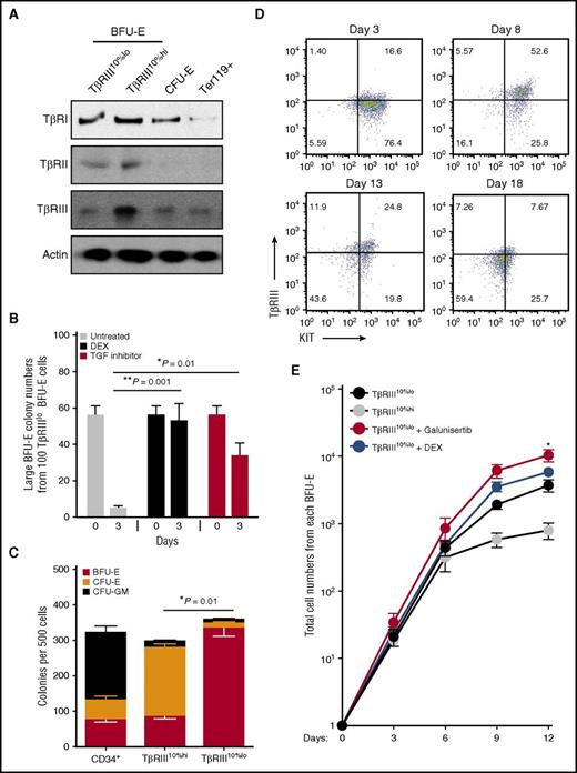 Figure 2. TGF-β signaling is transiently upregulated through the transition from early to late BFU-Es. (A) Expression of 3 types of TGF receptors in purified TβRIII10%hi and TβRIII10%lo BFU-E, CFU-E, and Ter119+ cells from mouse fetal livers. (B) Colony-forming assays were conducted to determine large BFU-E colony numbers from 100 TβRIII10%lo BFU-E cells cultured under the indicated conditions. Colony-forming assays were performed at indicated time points. Only large BFU-E colonies with >12 clusters were counted (**P < .01; ***P < .001). (C) Colony-forming assays of BFU-E, CFU-E, and CFU–granulocyte, erythrocyte, monocyte, megakaryocyte in indicated FACS-isolated populations from human CD34+ cord blood cells, based on TβRIII expression as described in “Materials and methods” (*P < .05.). (D) Dynamics of TβRIII expression on cell surface as determined by flow cytometry. Human TβRIII10%lo BFU-E cells were isolated and cultured in medium supplemented with stem cell factor, Epo, interleukin 3, interleukin 6, and DEX during the first 8 days before switching to differentiation medium. (E) Purified human TβRIII10%hi or TβRIII10%lo CD34+ cells were cultured in the presence or absence of 100 nM DEX or 100 nM galunisertib. Galunisertib treatment of significantly increased erythroblast production compared with the TβRIII10%lo CD34+-untreated group. The production of erythroblasts was quantified over time. Error bars represent mean ± standard deviation from 3 biological replicates (*P < .05).