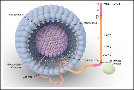 Figure 1. Human CMV virion structure and structural components. The genome is packaged in an icosahedral capsid surrounded by a lipid envelope. Viral phosphoproteins (eg, pp65 antigen) are found in the tegument, a space between the nucleocapsid and the envelope. The DNA genome is formed by 2 covalently linked genome segments (L, long; S, short), each consisting of a central unique region (UL, unique long; US, unique short). These unique regions are flanked by inverted repeats either at the ends (IR, inverted repeat; TR, terminal repeat) or internally at the intersection of the long and short segments (IRL, internal repeat long; IRS, internal repeat short). Vertical arrows show the direction of the open reading frame for each gene of interest for drug resistance (UL97, UL54, and UL27). During CMV replication, a single long DNA chain is synthesized. This chain contains multiple repeated gene sequences known as concatemers. Each concatemer is cleaved into multiple gene sequences known as monomers, forming the genetic material for each virion. This process of replication, cleavage, and packaging is performed by a terminase complex. dsDNA, double-stranded DNA.