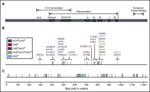 Figure 2. Map of the CMV DNA polymerase gene (UL54 or pol). Most of the UL54 mutations occur within the cluster of conserved regions of homology (Exo I through III and polymerization domains I through VII). Mutations conferring ganciclovir (GCV) and cidofovir (CDV) cross-resistance are most commonly found within the exonuclease domains and polymerization region V. Mutations conferring resistance to foscarnet (FOS) are located in the δC/Exo III domains and polymerization II and III domains. FOS, GCV, and valganciclovir cross-resistance mutations are located in polymerization regions VI and III. Mutations conferring resistance to all 4 drugs (FOS, GCV, valganciclovir, and CDV) are located in Exo III domains and polymerization regions III, VII, and V, and those conferring resistance to only CDV are in polymerization region III. (A) Functional regions of the DNA polymerase. (B) UL54 mutations with corresponding antiviral resistance profiles. (C) Codons corresponding to functional DNA polymerase regions and UL54 mutations. Reprinted from Lurain and Chou69 with permission.