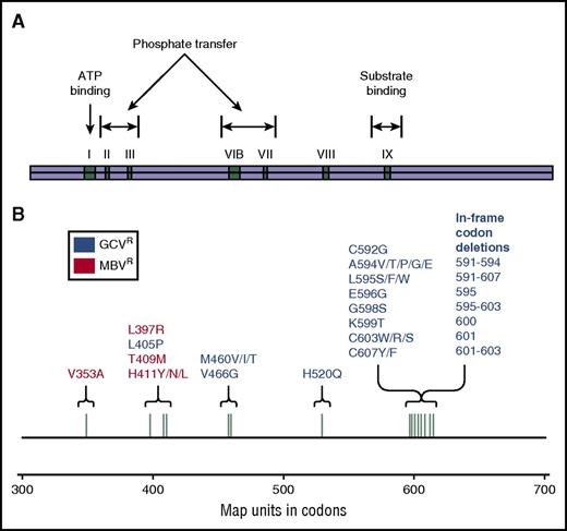 Figure 4. Map of the cytomegalovirus UL97 gene. (A) Functional regions of the UL97 kinase (pUL97). (B) Codons corresponding to functional pUL97 regions and UL97 mutations with corresponding antiviral resistance profiles. Reprinted from Lurain and Chou69 with permission.