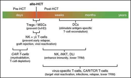 Figure 3. Overview on timing of cellular immunotherapies to improve immunity after allo-HCT. iNKT, invariant NKT; TRM, transplantation-related mortality.