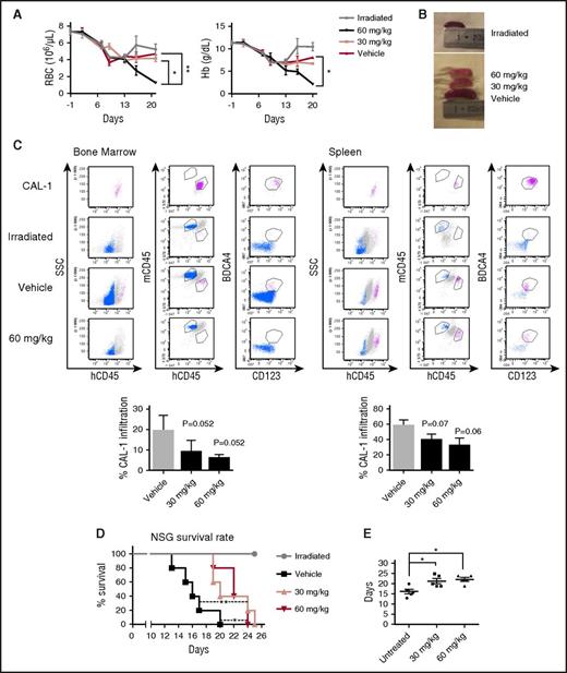 Figure 7. In vivo LXR agonist treatment limits BPDCN-induced cytopenia, spleen and bone marrow infiltration by BPDCN, and also improves overall mouse survival. NSG mice were sublethally irradiated (2 Gy), and then injected IV with 1 × 106 CAL-1 cells. After 7 days, mice were treated with 2 doses of the LXR agonist T0901317 (30 mg/kg or 60 mg/kg) or with vehicle control (PBS/DMSO 50%) every 2 days, until the end of the experiments (4 mice per group, 3 independent experiments). (A) Blood samples were collected every 4 days to assess RBC and Hb concentration. Cumulative data expressed as mean ± SEM are shown (*P < .05, **P < .01, Mann-Whitney). (B) At the end of the experiments (J20 ± 2), spleens were extracted and measured to evaluate BPDCN spleen involvement. (C) Spleens and bone marrow were collected in order to perform CAL-1 cell quantification. Cells were stained with the following antibodies: human CD45 (hCD45), murine CD45 (mCD45), CD123, and BDCA4 and analyzed by cytometry. Dot plots illustrate the gating strategy with identification of murine cells using mCD45 gating with irradiated mice used as control. Human CAL-1 cells were identified using hCD45, CD123, and BDCA4 staining. Cultured CAL-1 cells were used as control for this staining. Percentage of cell infiltration was calculated as follows: CAL-1 count/(hCD45 + mCD45 counts). Histograms represent cumulative data of 1 experiment of 3 expressed as mean ± SEM of CAL-1 cell infiltration percentage from 5 mice. (D) Overall survival of BPDCN-inoculated mice treated with LXR agonist T0901317 (30 mg/kg, pink triangles; 60 mg/kg, red triangles) or with vehicle (black squares). Irradiated mice (gray circles) were used as control. Statistical comparisons were performed between vehicle and treated groups using the Mantel-Cox test (*P < .05, **P < .001). (E) Mean overall survival of BPDCN-inoculated mice treated with LXR agonist or vehicle. Bars correspond to the mean of survival time (*P < .05, Mann-Whitney). Results from 1 additional experiment with 5 mice per group are shown.